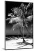 Palms on a White Sand Beach in Key West - Florida-Philippe Hugonnard-Mounted Photographic Print