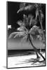 Palms on a White Sand Beach in Key West - Florida-Philippe Hugonnard-Mounted Photographic Print