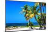 Palms on a White Sand Beach in Key West - Florida-Philippe Hugonnard-Mounted Photographic Print