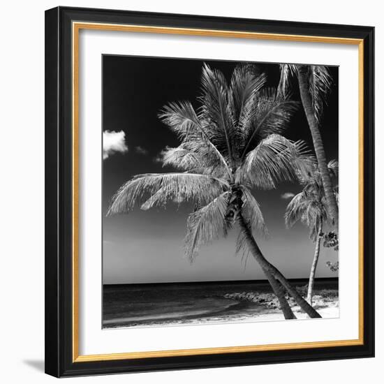 Palms on a White Sand Beach in Key West - Florida-Philippe Hugonnard-Framed Photographic Print