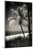 Palms on a White Sand Beach in Key West - Florida-Philippe Hugonnard-Mounted Photographic Print