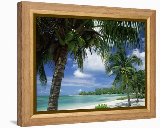 Palms on Shore, Cayman Kai Near Rum Point, Grand Cayman, Cayman Islands, West Indies-Ruth Tomlinson-Framed Premier Image Canvas