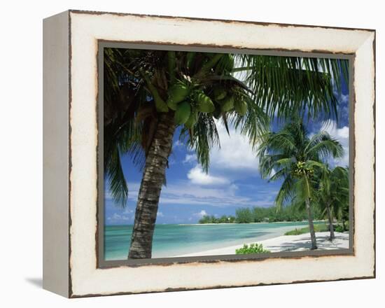 Palms on Shore, Cayman Kai Near Rum Point, Grand Cayman, Cayman Islands, West Indies-Ruth Tomlinson-Framed Premier Image Canvas