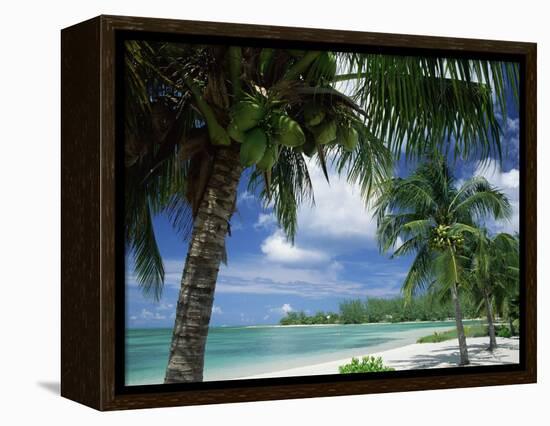 Palms on Shore, Cayman Kai Near Rum Point, Grand Cayman, Cayman Islands, West Indies-Ruth Tomlinson-Framed Premier Image Canvas