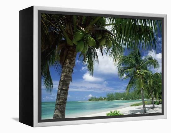 Palms on Shore, Cayman Kai Near Rum Point, Grand Cayman, Cayman Islands, West Indies-Ruth Tomlinson-Framed Premier Image Canvas