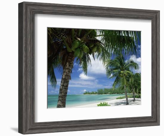 Palms on Shore, Cayman Kai Near Rum Point, Grand Cayman, Cayman Islands, West Indies-Ruth Tomlinson-Framed Photographic Print