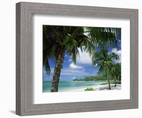 Palms on Shore, Cayman Kai Near Rum Point, Grand Cayman, Cayman Islands, West Indies-Ruth Tomlinson-Framed Photographic Print