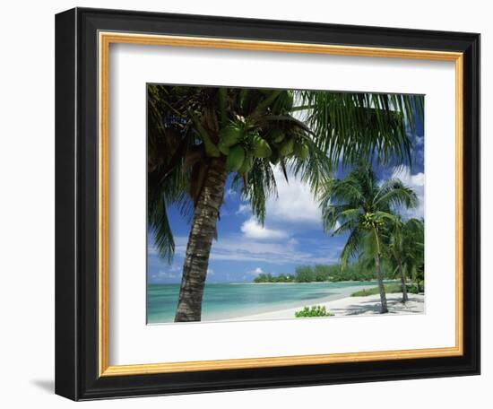 Palms on Shore, Cayman Kai Near Rum Point, Grand Cayman, Cayman Islands, West Indies-Ruth Tomlinson-Framed Photographic Print