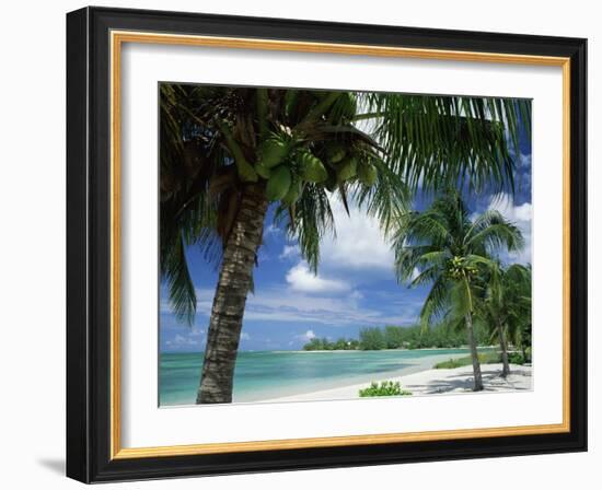 Palms on Shore, Cayman Kai Near Rum Point, Grand Cayman, Cayman Islands, West Indies-Ruth Tomlinson-Framed Photographic Print