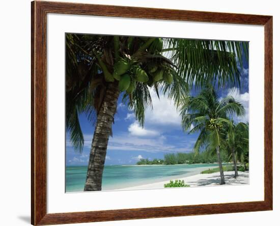 Palms on Shore, Cayman Kai Near Rum Point, Grand Cayman, Cayman Islands, West Indies-Ruth Tomlinson-Framed Photographic Print