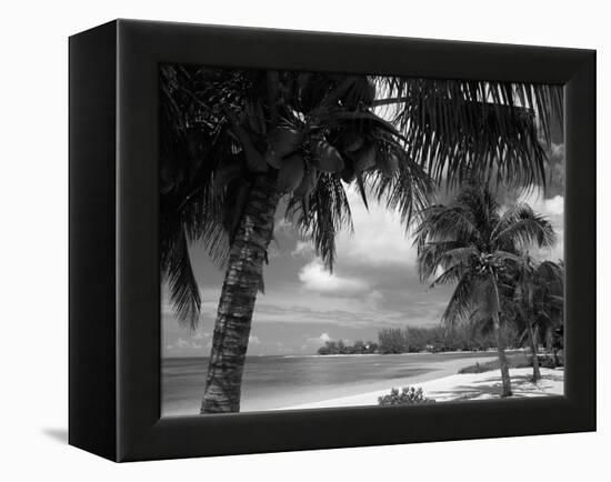 Palms on Shore, Cayman Kai Near Rum Point, Grand Cayman, Cayman Islands, West Indies-Ruth Tomlinson-Framed Premier Image Canvas