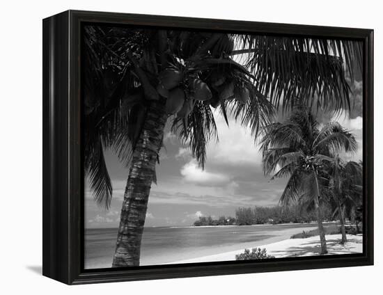 Palms on Shore, Cayman Kai Near Rum Point, Grand Cayman, Cayman Islands, West Indies-Ruth Tomlinson-Framed Premier Image Canvas