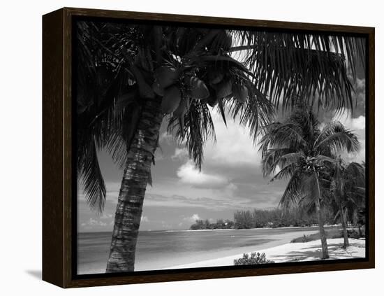 Palms on Shore, Cayman Kai Near Rum Point, Grand Cayman, Cayman Islands, West Indies-Ruth Tomlinson-Framed Premier Image Canvas