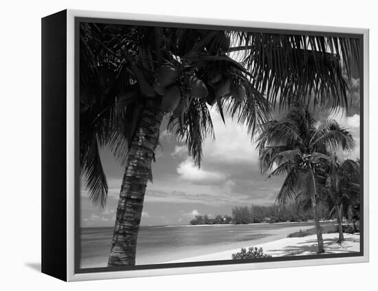 Palms on Shore, Cayman Kai Near Rum Point, Grand Cayman, Cayman Islands, West Indies-Ruth Tomlinson-Framed Premier Image Canvas