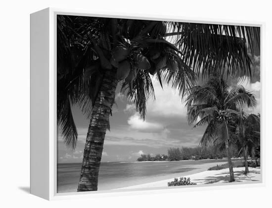 Palms on Shore, Cayman Kai Near Rum Point, Grand Cayman, Cayman Islands, West Indies-Ruth Tomlinson-Framed Premier Image Canvas