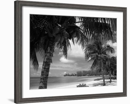 Palms on Shore, Cayman Kai Near Rum Point, Grand Cayman, Cayman Islands, West Indies-Ruth Tomlinson-Framed Photographic Print