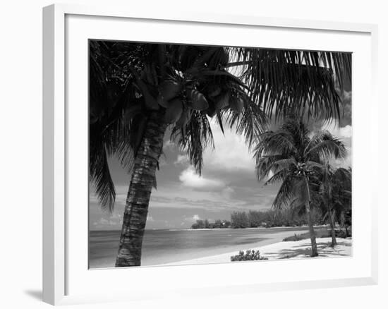 Palms on Shore, Cayman Kai Near Rum Point, Grand Cayman, Cayman Islands, West Indies-Ruth Tomlinson-Framed Photographic Print