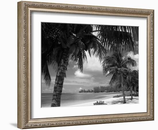 Palms on Shore, Cayman Kai Near Rum Point, Grand Cayman, Cayman Islands, West Indies-Ruth Tomlinson-Framed Photographic Print