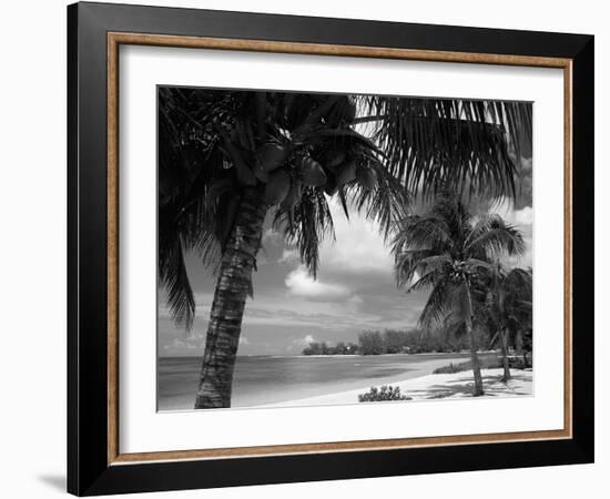 Palms on Shore, Cayman Kai Near Rum Point, Grand Cayman, Cayman Islands, West Indies-Ruth Tomlinson-Framed Photographic Print