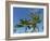 Palms on Waikoloa Beach, Anaeho'omalu bay, Kona, Hawaii-Maresa Pryor-Framed Photographic Print