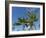 Palms on Waikoloa Beach, Anaeho'omalu bay, Kona, Hawaii-Maresa Pryor-Framed Photographic Print