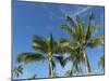 Palms on Waikoloa Beach, Anaeho'omalu bay, Kona, Hawaii-Maresa Pryor-Mounted Photographic Print