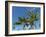 Palms on Waikoloa Beach, Anaeho'omalu bay, Kona, Hawaii-Maresa Pryor-Framed Photographic Print