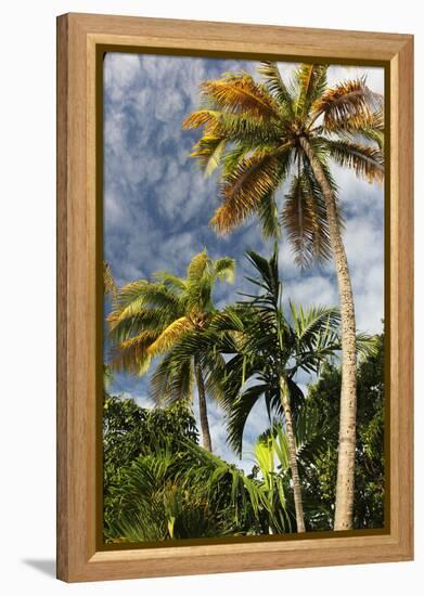 Palms Sky Vertical-Robert Goldwitz-Framed Premier Image Canvas