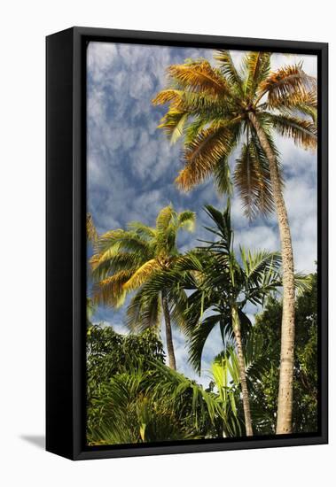 Palms Sky Vertical-Robert Goldwitz-Framed Premier Image Canvas