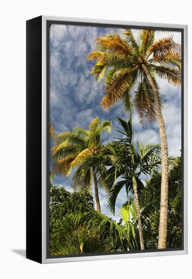 Palms Sky Vertical-Robert Goldwitz-Framed Premier Image Canvas