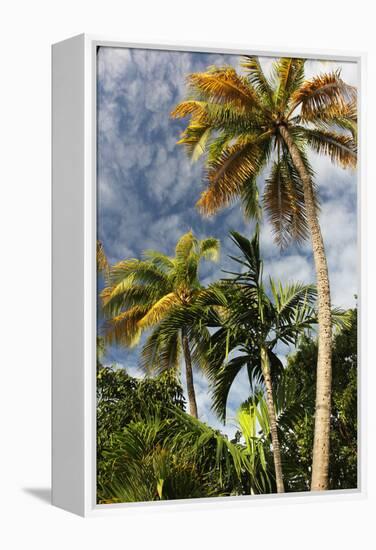 Palms Sky Vertical-Robert Goldwitz-Framed Premier Image Canvas