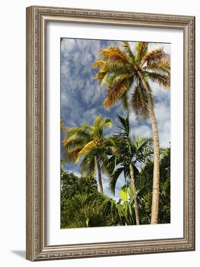 Palms Sky Vertical-Robert Goldwitz-Framed Photographic Print