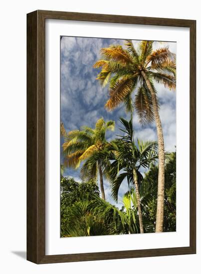 Palms Sky Vertical-Robert Goldwitz-Framed Photographic Print