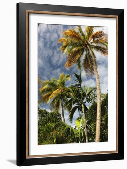 Palms Sky Vertical-Robert Goldwitz-Framed Photographic Print