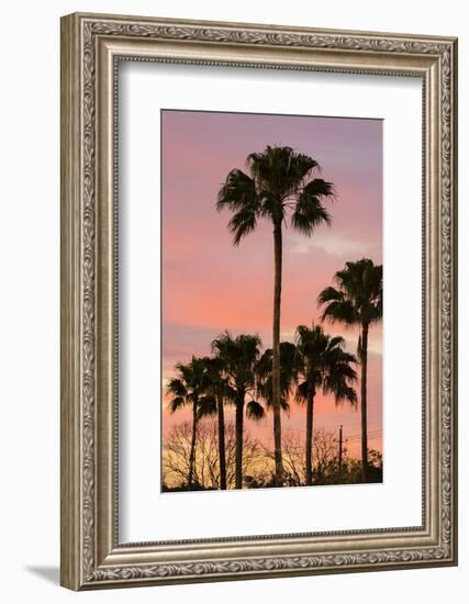 Palms (Washingtonia robusta) at sunset.-Larry Ditto-Framed Photographic Print