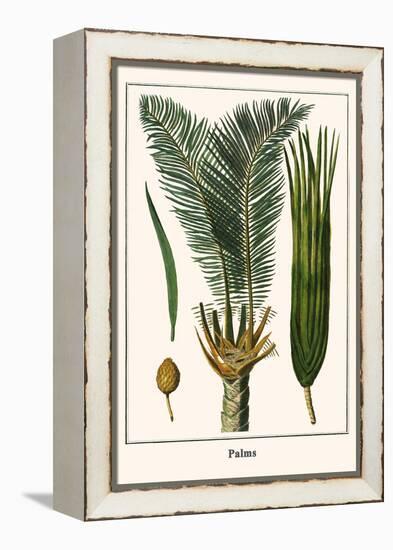 Palms-Albertus Seba-Framed Stretched Canvas