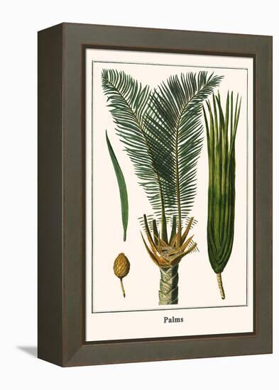 Palms-Albertus Seba-Framed Stretched Canvas