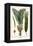 Palms-Albertus Seba-Framed Stretched Canvas