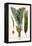 Palms-Albertus Seba-Framed Stretched Canvas