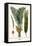 Palms-Albertus Seba-Framed Stretched Canvas