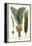 Palms-Albertus Seba-Framed Stretched Canvas