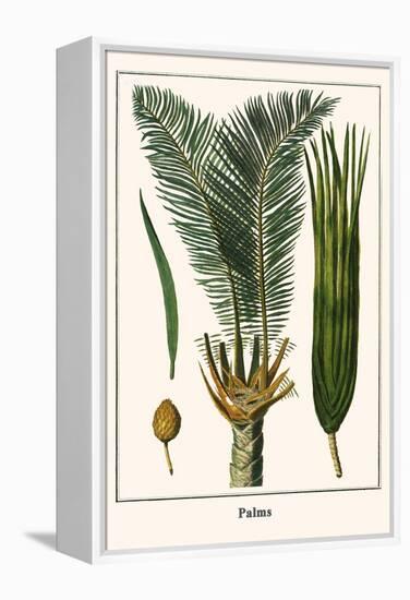 Palms-Albertus Seba-Framed Stretched Canvas