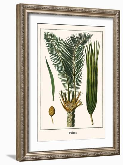 Palms-Albertus Seba-Framed Art Print