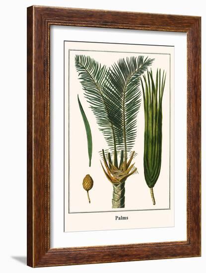 Palms-Albertus Seba-Framed Art Print