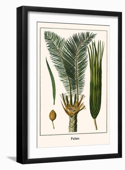 Palms-Albertus Seba-Framed Art Print
