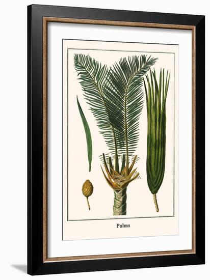 Palms-Albertus Seba-Framed Art Print