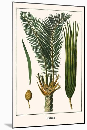 Palms-Albertus Seba-Mounted Art Print