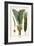 Palms-Albertus Seba-Framed Art Print