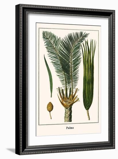 Palms-Albertus Seba-Framed Art Print