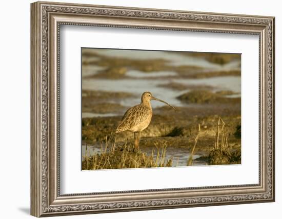 Palo Alto Baylands Nature Preserve, California, USA. Long-billed curlew walking in a tidal mudflat.-Janet Horton-Framed Photographic Print